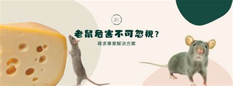 老鼠粪便|【防治項目｜除老鼠】老鼠大便專業指南 : 如何辨認與處理家中的 